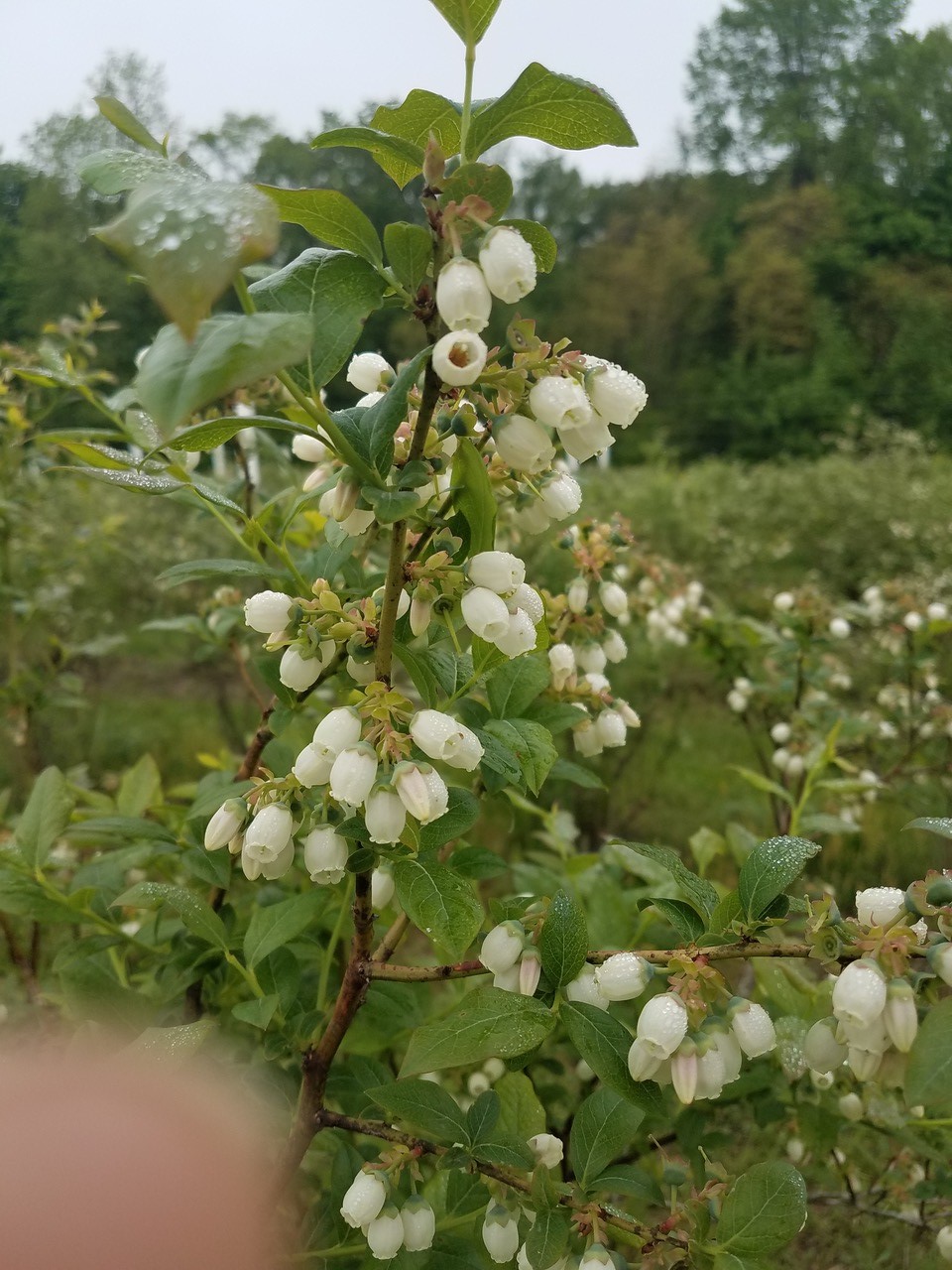 Bluecrop bloom